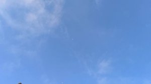 Пакистанские голуби. Племенные пары.mp4