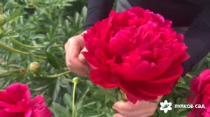 King's Ransom peony. Кингс Рэнсом пион. Пулков сад (2024 г)