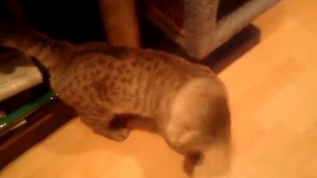 кот прыг-скок смотреть онлайн