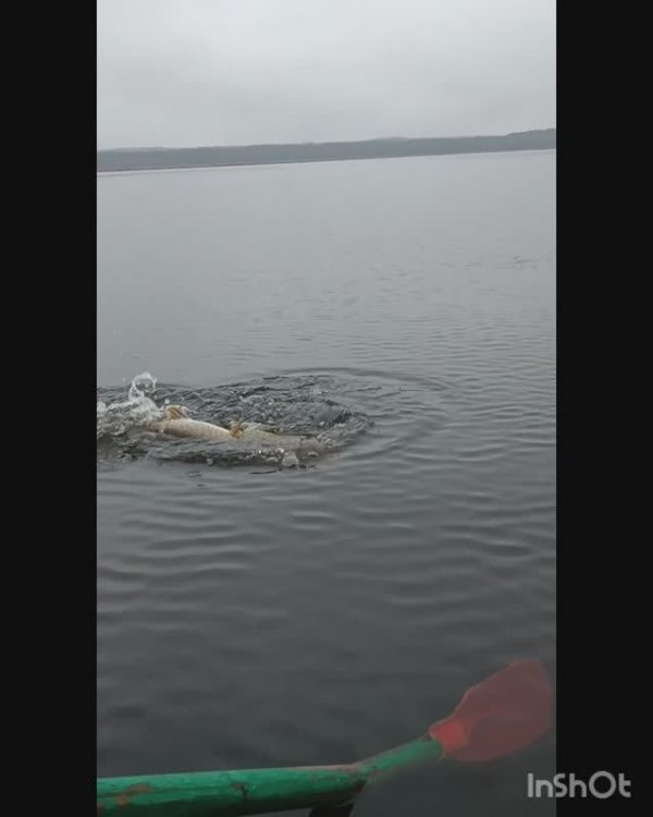 11 ноября 2023 Рыбалка Щука Лосево