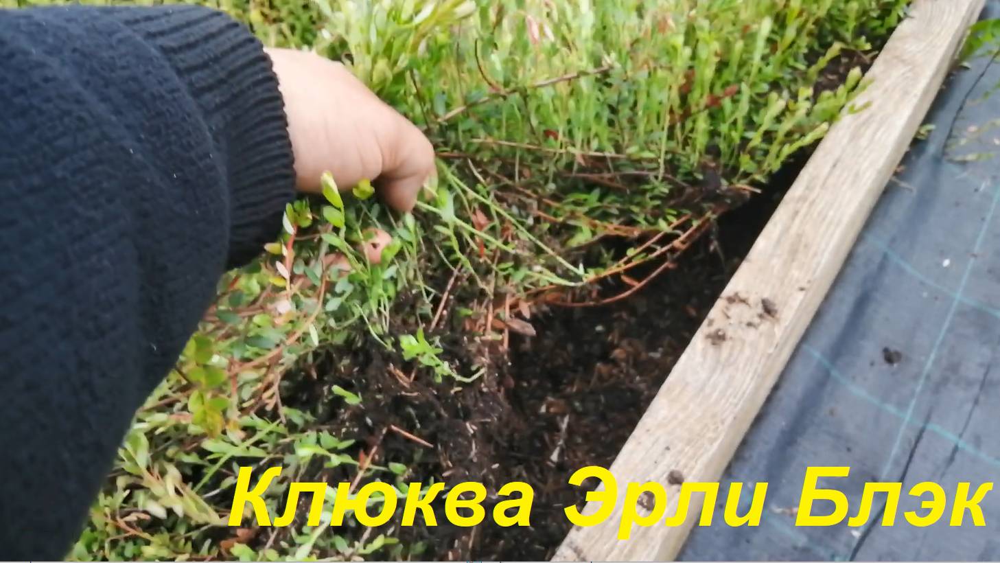 Клюква, сплошной ковер!!!