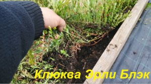 Клюква, сплошной ковер!!!