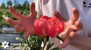 Coral charm. Корал чарм пион. Пулков сад