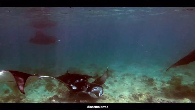 GoPro Hero 6 SWIM WITH MANTA MALDIVES 4K Video | Inaz Maldives | Huvafen Fushi Maldives смотреть онлайн