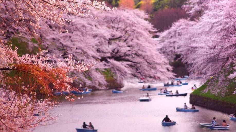 САДЫ КИОТО ЦВЕТЕНИЕ САКУРЫ