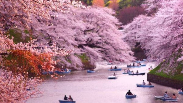 САДЫ КИОТО ЦВЕТЕНИЕ САКУРЫ
