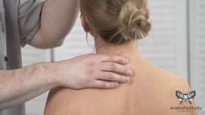 Как найти седьмой шейный позвонок