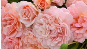 Психея - роза воспевающая душу.  СЕлекция Таку Кимуро