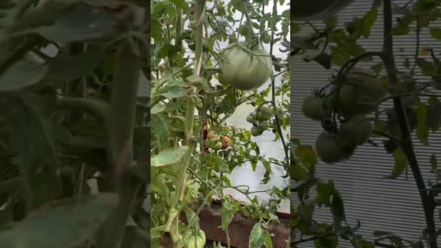 🍅Томат ХОУМСТЭД. #shorts #томаты #сортатоматов смотреть онлайн