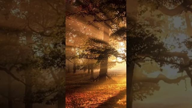 Музыка для релаксации смотреть онлайн