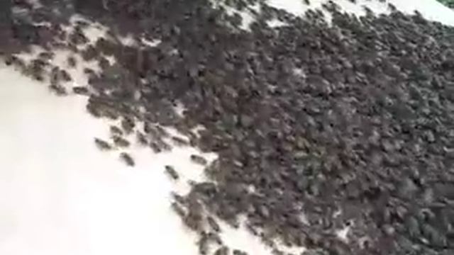 рой заходит в улей смотреть онлайн