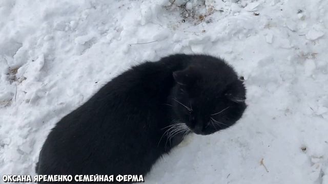 ВЕСНА / Срочно убираем снег, чтоб не затопило, как пару лет назад... смотреть онлайн