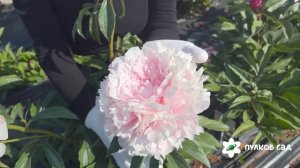 Marie d'Hour peony. Мари Д'Ур пион. Пулков сад