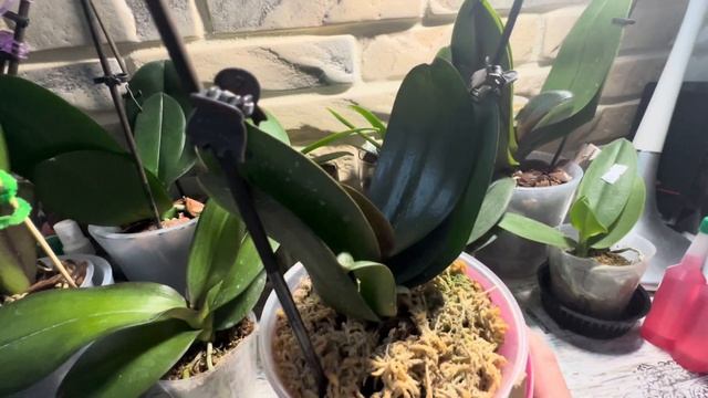 ОРХИДЕИ С РАСПРОДАЖ, УЦЕНКА от Miki Orchid 🌱 ЖИЗНЬ обмороженной #орхидеи ? Жизнь #орхидеи !🌱 #plant смотреть онлайн