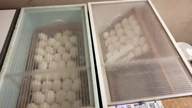 Эксперимент продолжается / Мускусная утка / Гусиное яйцо смотреть онлайн