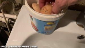 Как обработать грязное яйцо перед инкубацией?