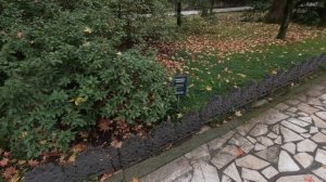 Сочи. Дендрарий (нижний парк), вход, Кипарис болотный. 2024.