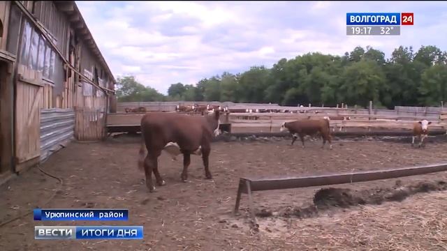 Господдержка помогает волгоградским фермерам в разведении КРС смотреть онлайн