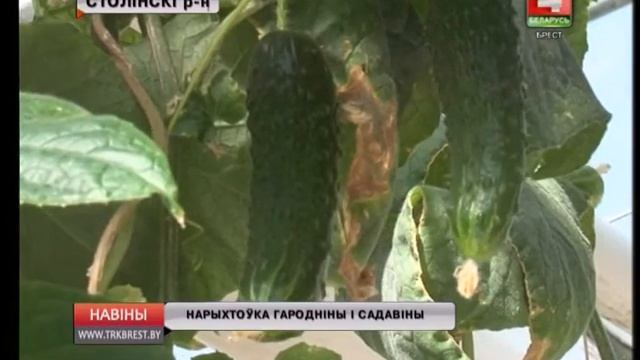 НАРЫХТОЎКА ГАРОДНІНЫ І САДАВІНЫ (Відэа) смотреть онлайн
