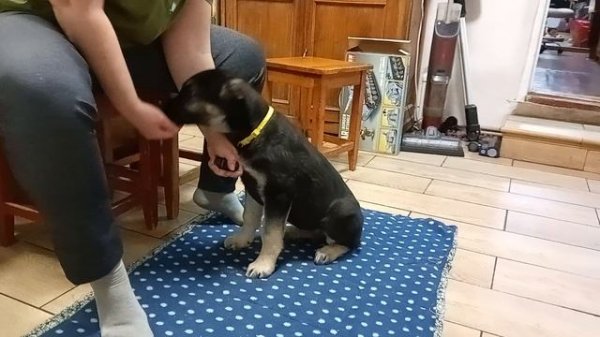 Фиелисс ХАРЬЯГА 2,5 мес.
первый день занятий