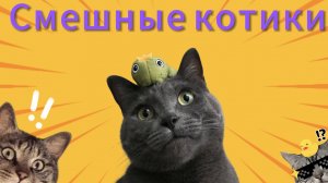 Лучшие приколы с котиками 2025
