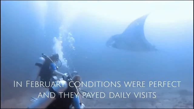 The return of Giant Manta Rays ‑ Made with FlexClip смотреть онлайн