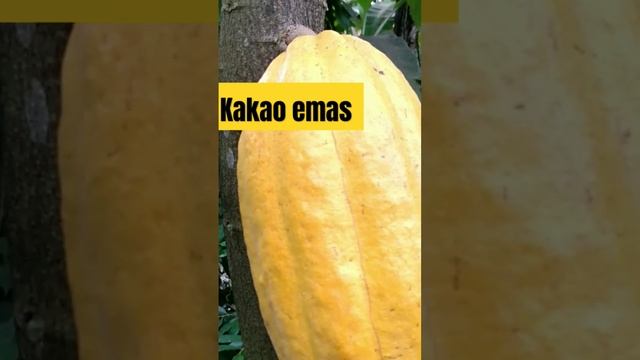 kakao Berbuah emas #shorts #kakao #coklat #kebuncoklat смотреть онлайн