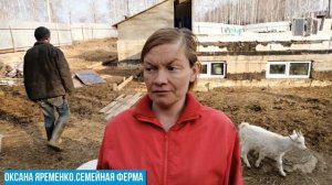 Как кастрировать козлят/Бескровный метод