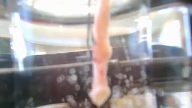 Movimientos peristálticos de un intestino de rata смотреть онлайн