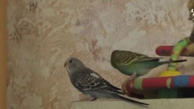 Один день из жизни попугаев смотреть онлайн