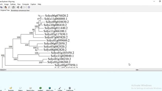 How to make newick tree in MEGA | nwk tree format | ClustalW | Gene alignment смотреть онлайн
