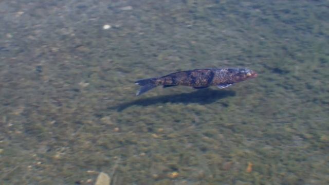 Озеленение большого искусственного пруда с рыбой и лилиями смотреть онлайн