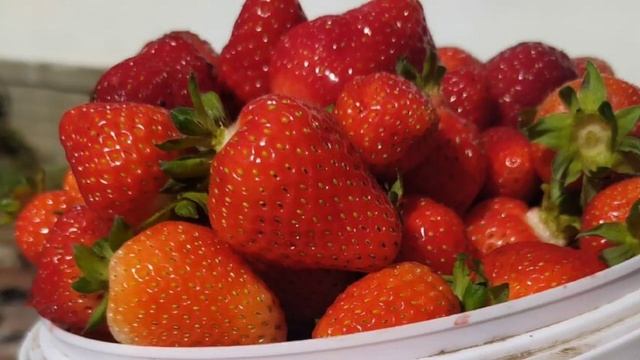 #Вести #новости #Кубани смотреть онлайн