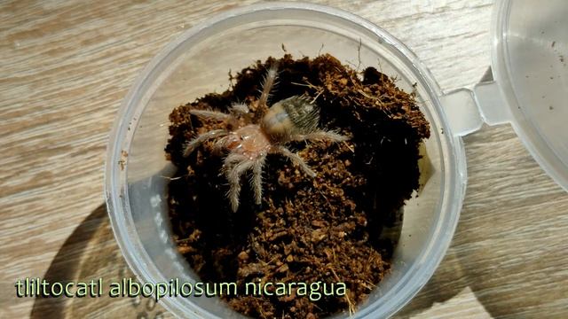 Кормление пауков птицеедов смотреть онлайн