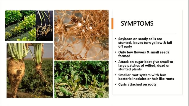 Cyst Nematodes: A Hidden Threat to Crop Health, Symptoms, Cycle and Their Management Strategies смотреть онлайн