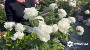 A. E. Kundred peony. А. Е. Кандред пион. Пулков сад