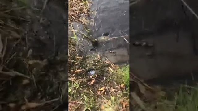 ловлю щуку на спиннинг на vibro worm