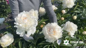 James Lewis peony. Джэймс Льюис пион. Пулков сад