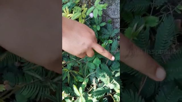 Sensitive Plant 🪴 (Mimosa Pudica) The tree shrinks when touched #Shorts смотреть онлайн