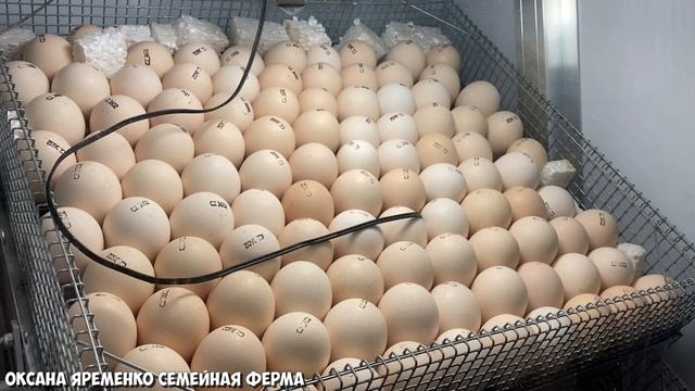 Инкубация импортного яйца РОСС-308 Чехия / Закладка в инкубатор NBF на 770 яиц смотреть онлайн