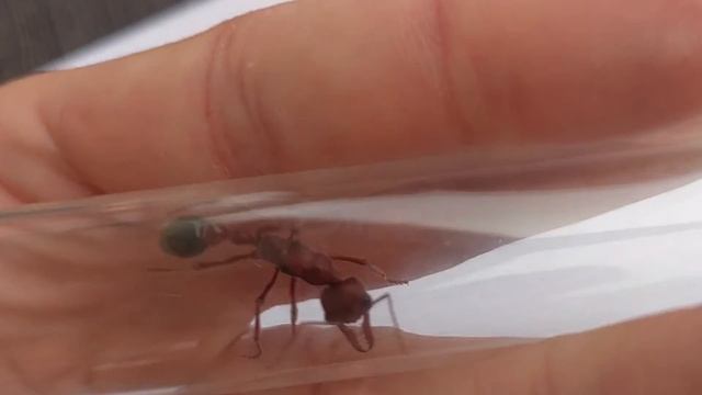 Myrmecia brevinoda (Queensland, Australia) 04.09.2021 смотреть онлайн