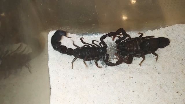 Gonneti mating смотреть онлайн