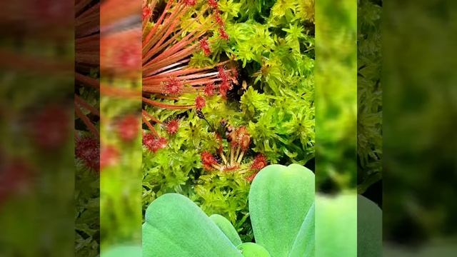 Carnivorous Plant Staring Time At The Time of Pandemic смотреть онлайн
