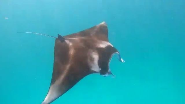 манты 1 смотреть онлайн