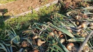 ЭЛЕКТРОГРЯДКА  Почеевского выращивание лука