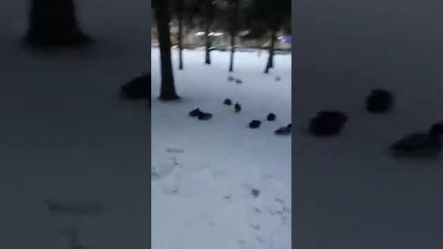 Нашествие уток в парках Кемерово смотреть онлайн