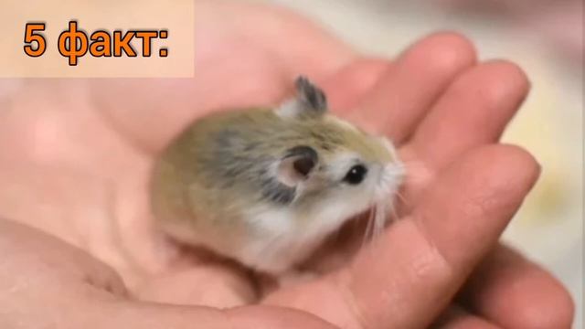 10 интересных фактов о хомяках смотреть онлайн