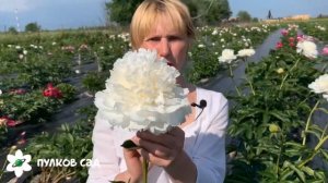 Moon Over Barrington peony. Мун овер баррингтон пион