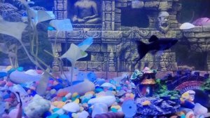 Аквариумные рыбки