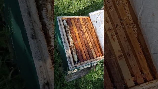 майские отводки. матки облетелись. смотреть онлайн
